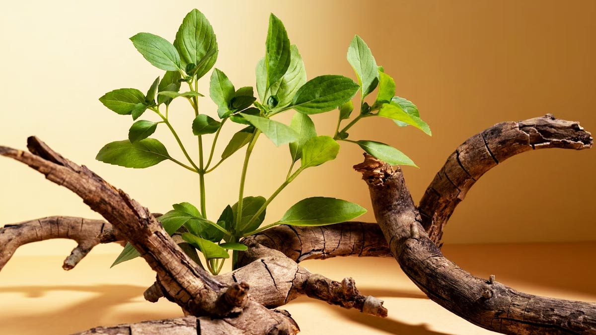 6 of 376 ayurvedic herbs for enhance sex drive