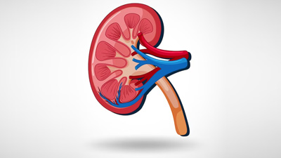 Summer Can Affect Your Kidneys: Tips To Maintain Renal Health In Summers
