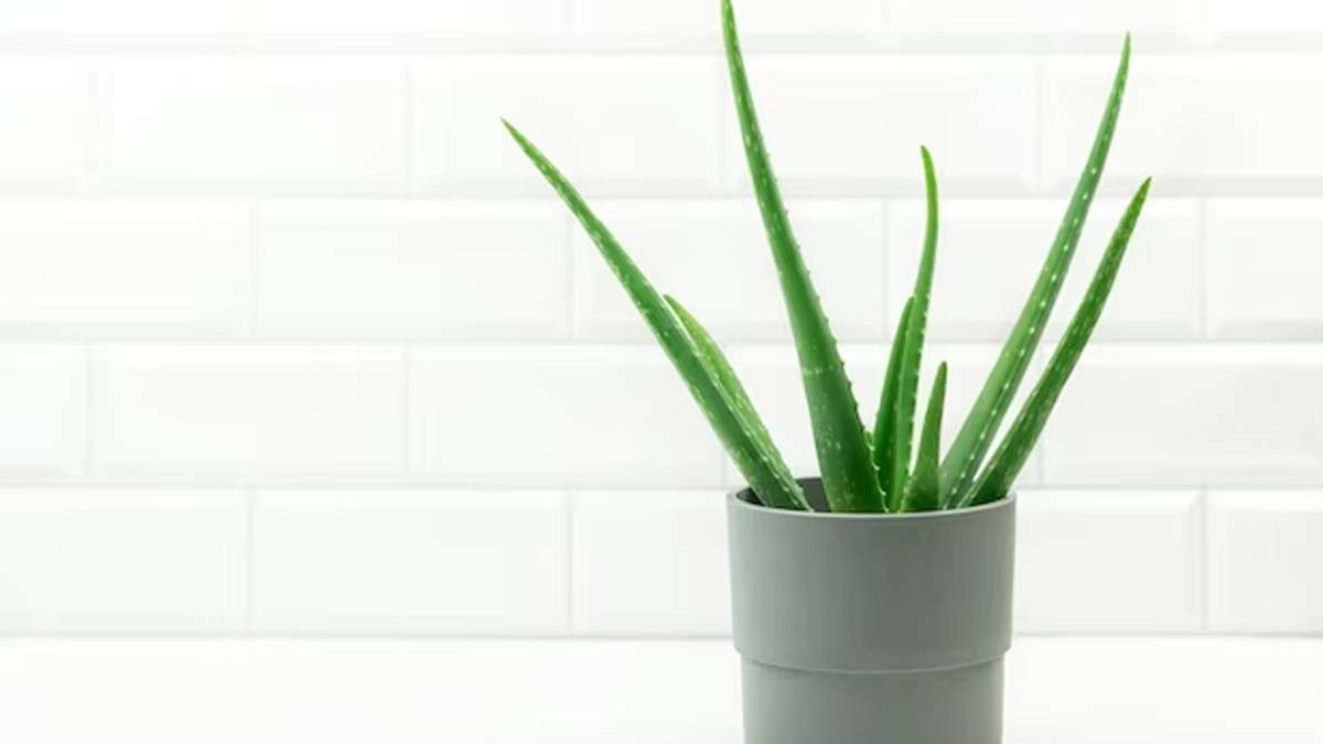 Summer-Plants-For-Cooling