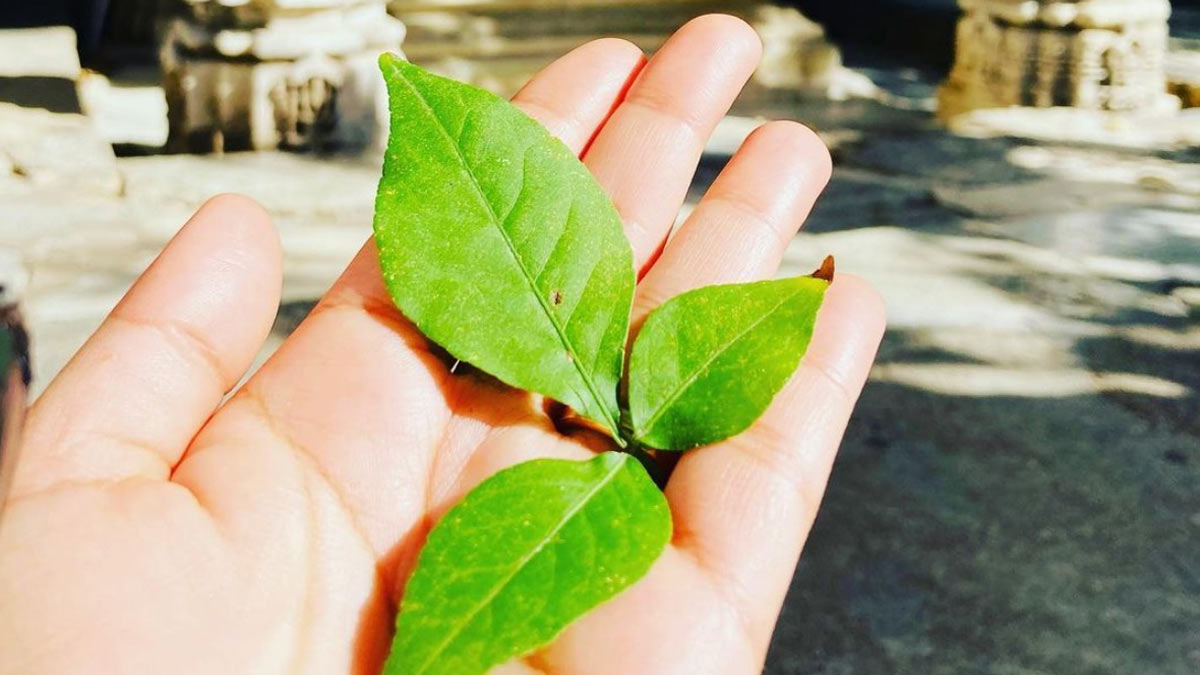 belpatra for sugar