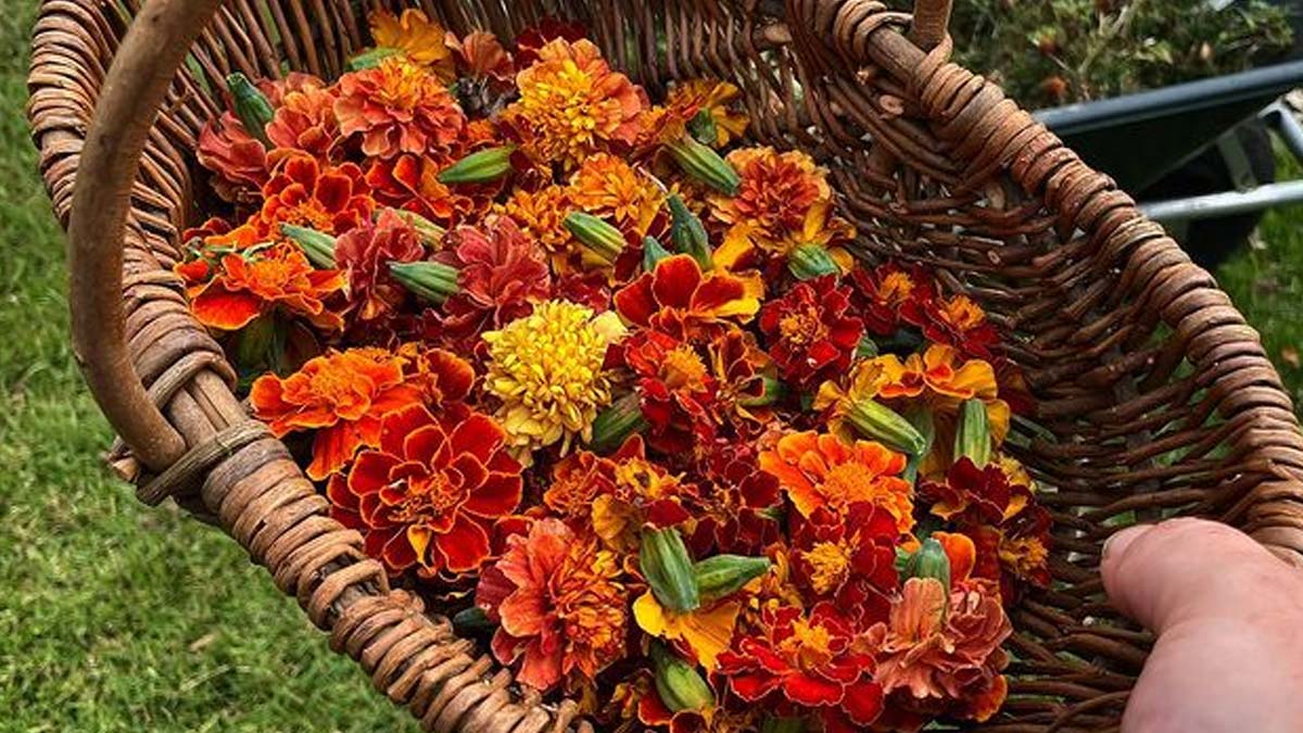 Marigold-Flower-Benefits-for-Dandruff-Control