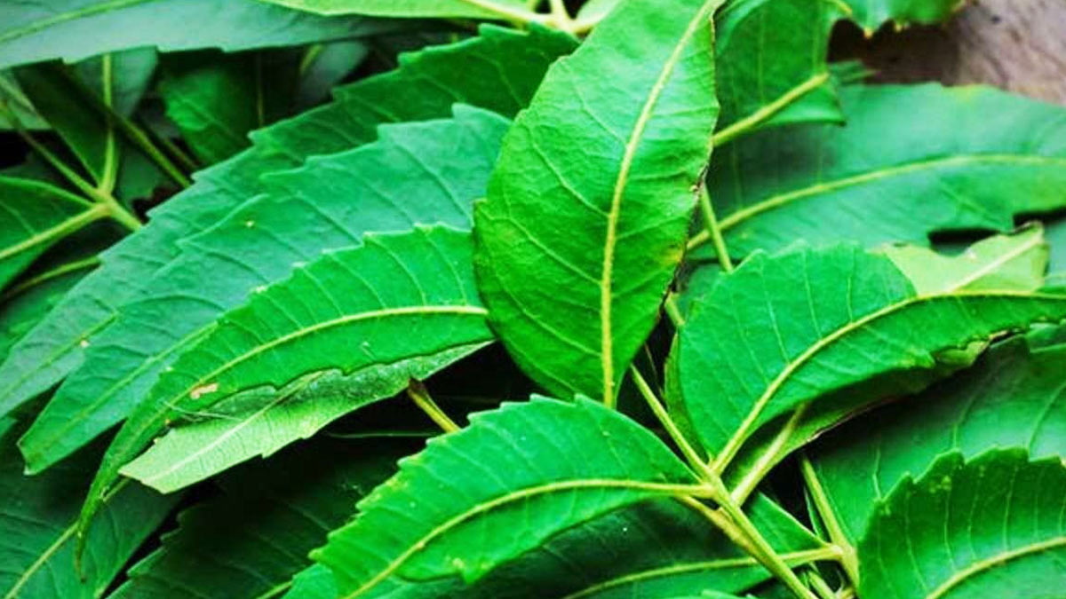 neem leaves benefits