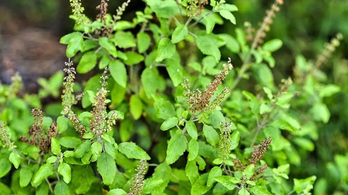 eye treatment with tulsi