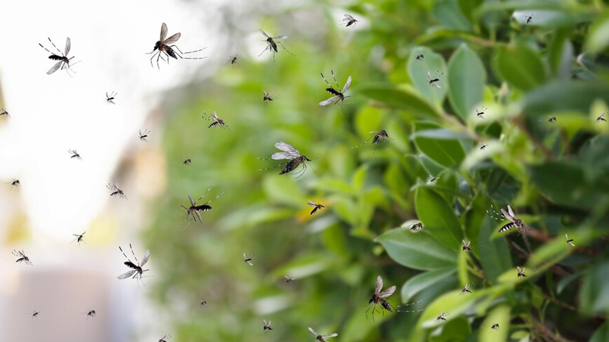 Zika Virus Found Near Bangalore, Karnataka Health Department Issues Advisory