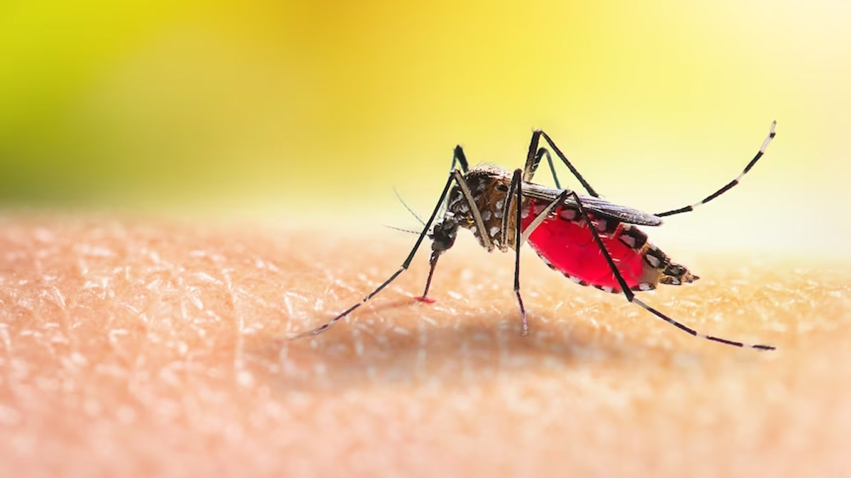 Zika Virus Detected Near Bangalore, Karnataka Government Issues Advisory: Expert Shares Preventive Measures