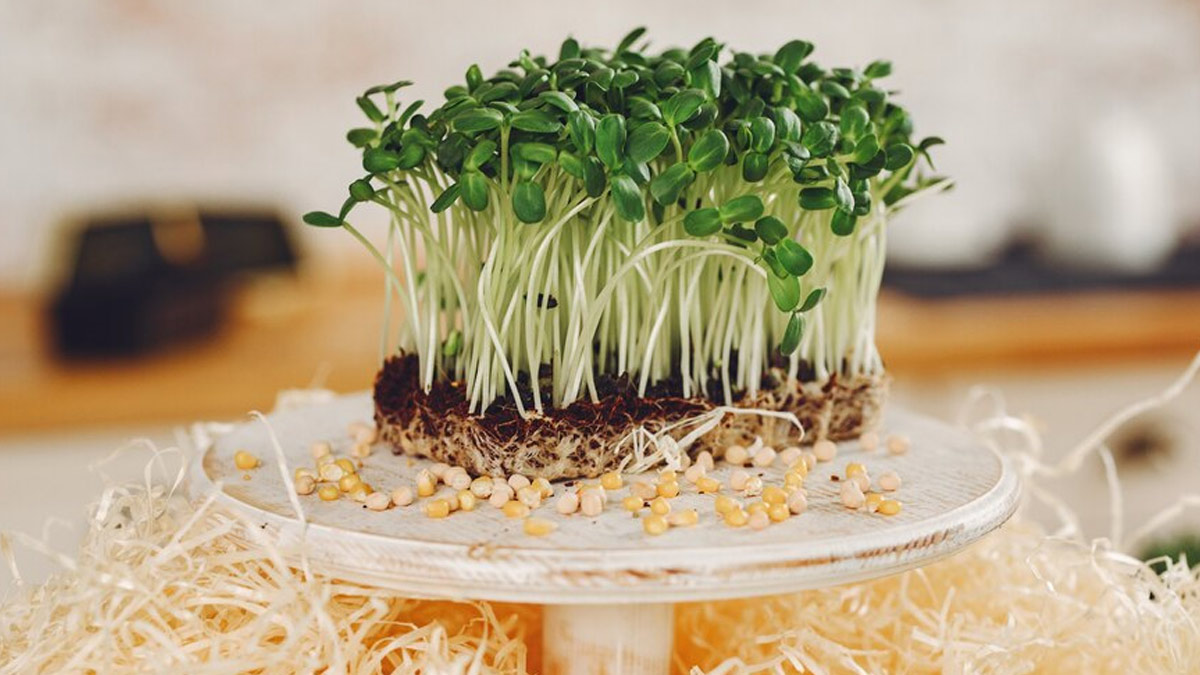 Broccoli Sprouts For Bowel Disease