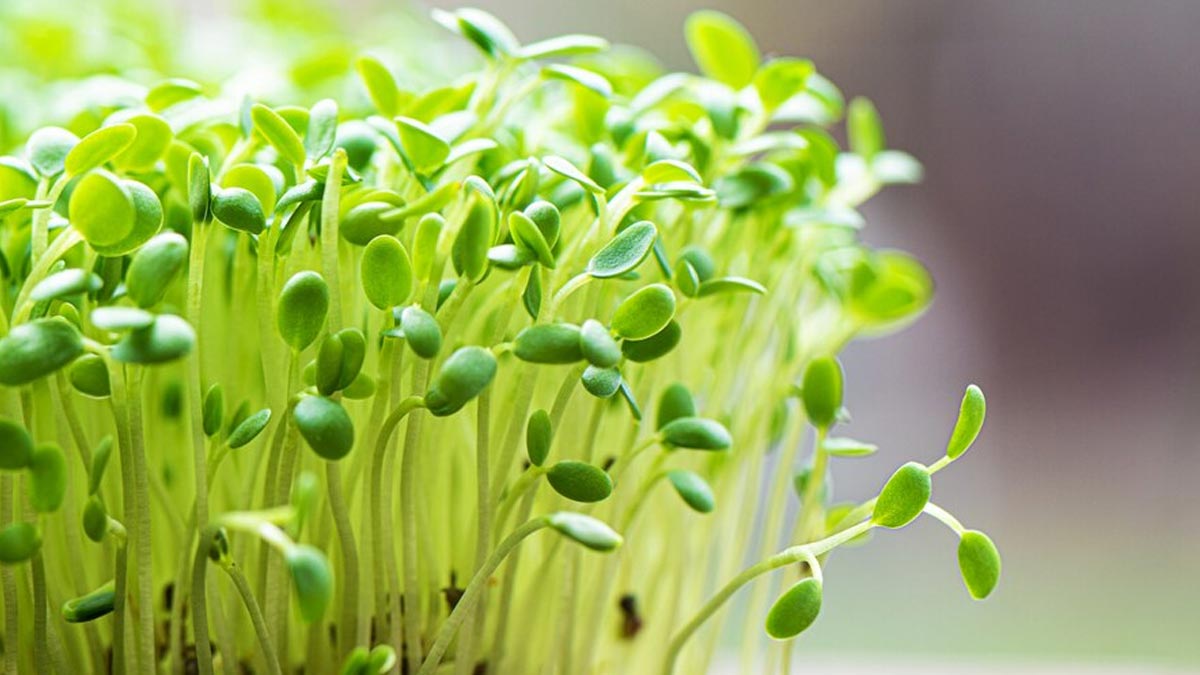 Broccoli Sprouts Can Help Lower Inflammation In Bowel Diseases: Here's How You Can Include It In Your Diet