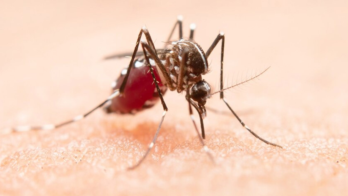 Dengue Causing Early Onset Arthritis, Report Indian Hospitals: Expert Highlights How