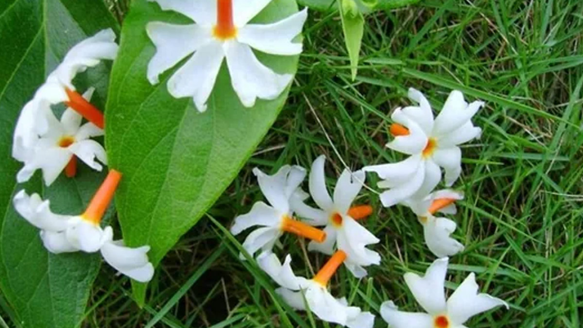 Harsingar For Dry Cough