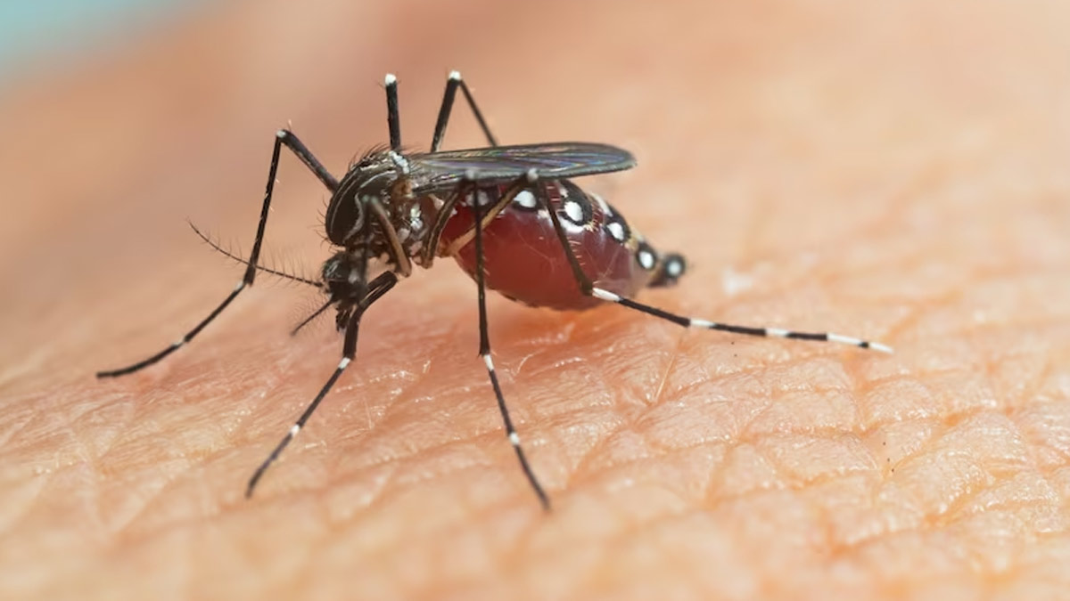 Pune City Reports First Case Of Zika Virus This Year: Here Are Some Complications Of ZiV You Should Know