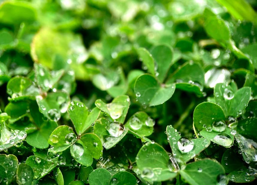 watercress-health-benefits-in-hindi