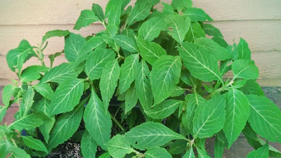 Guide To Salvia Divinorum Extracts & Finding High Potency Salvia For Sale