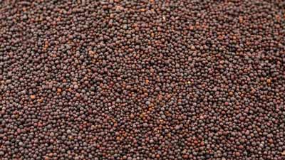 Natural Remedies For Asthma Patients: Here&rsquo;s Why You Should Consume Sarso In Winters