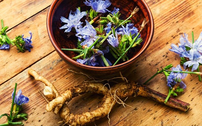 chicory