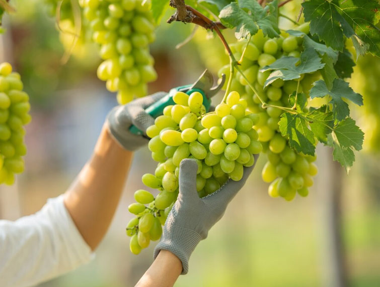 grapes