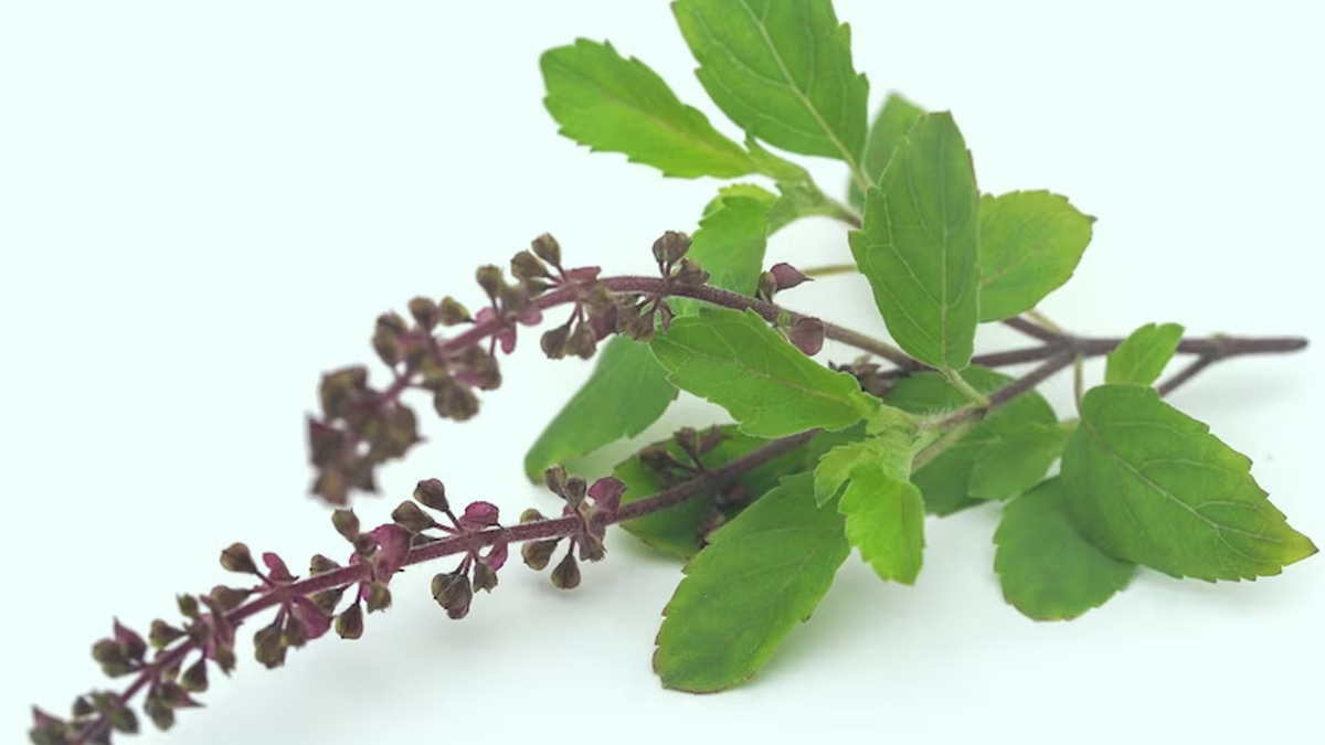tulsi