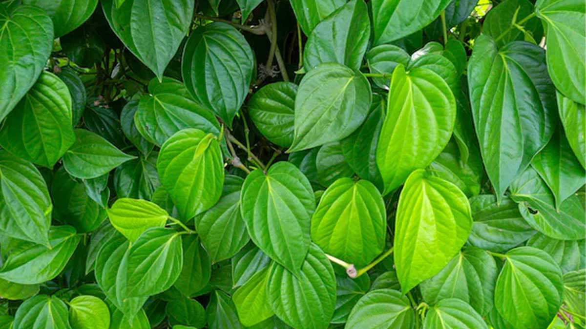 Betel Leaf For Diabetes