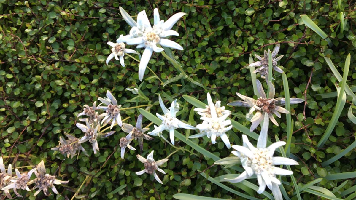 edelweiss-plant-stem-cells