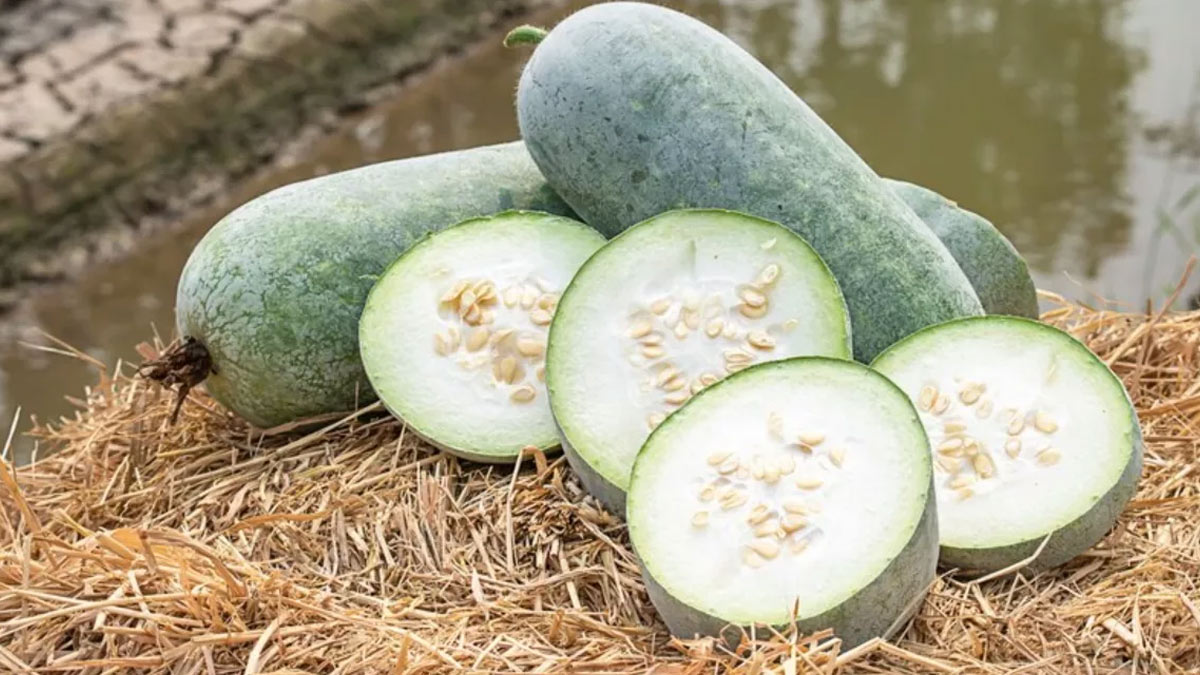 white pumpkin juice for diabetes patient