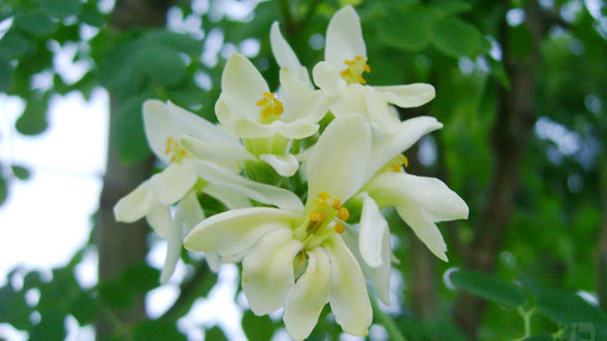 Moringa Flower For Arthritis