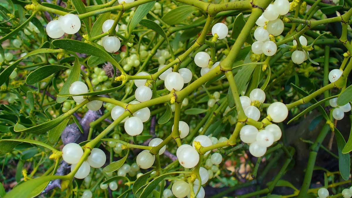 ayurvedic herb banda benefits