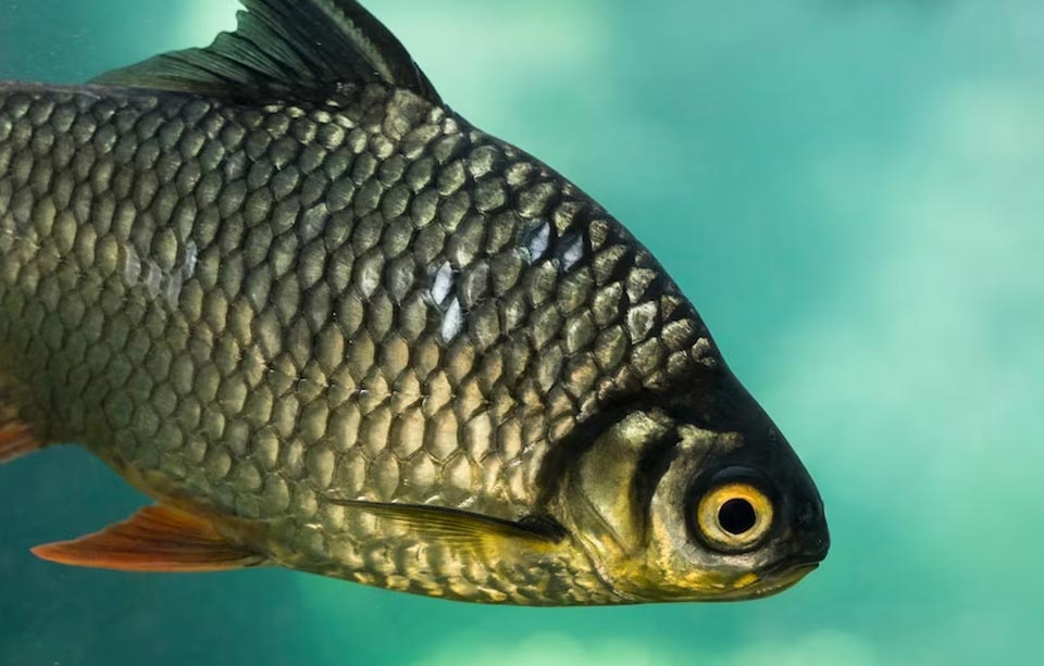 Benefits Of Eating Fish Eye