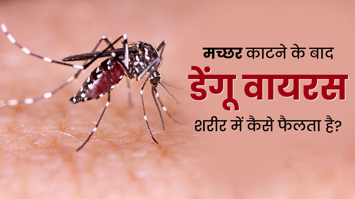 मच्छर काटने के बाद डेंगू वायरस शरीर में कैसे फैलता है? जानें सिर्फ मादा मच्छर क्यों फैलाती हैं ये वायरस