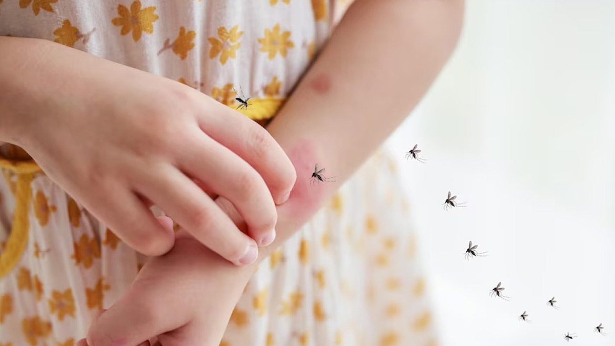 how dengue spreads in body