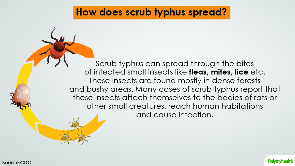 How Does Scrub Typhus Spread