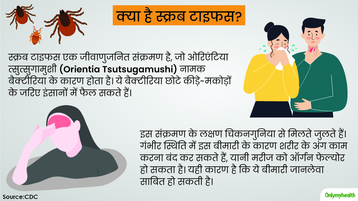 what is scrub typhus in hindi