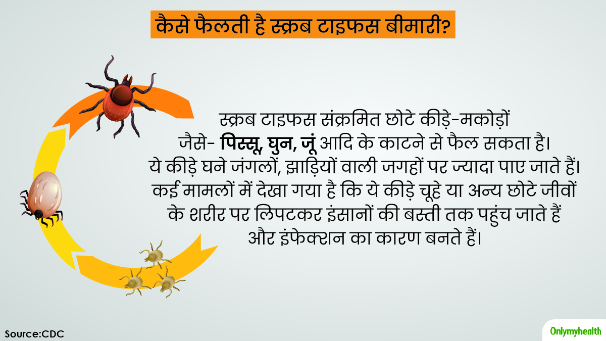 how scrub typhus spreads