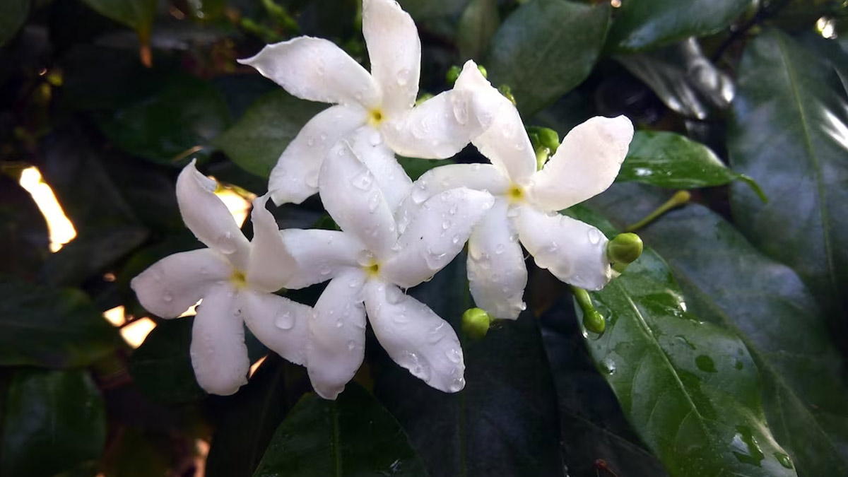 parijat flower benefits