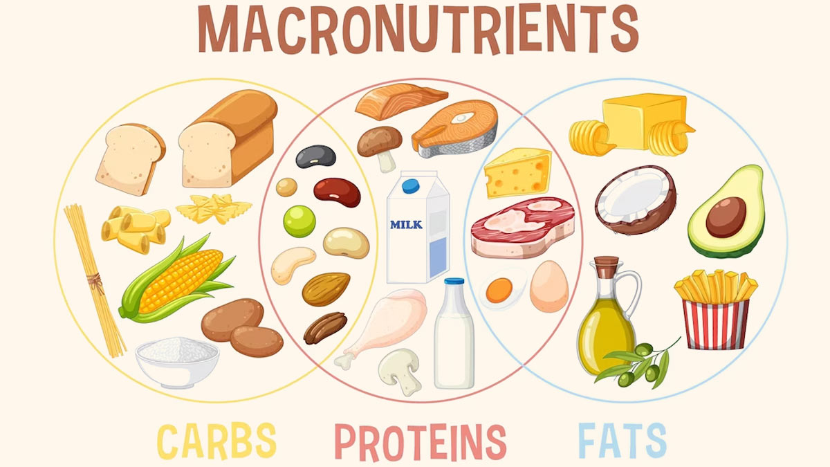 macronutrients