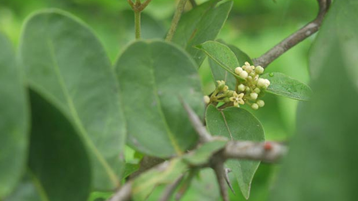 gudmar for diabetes in hindi