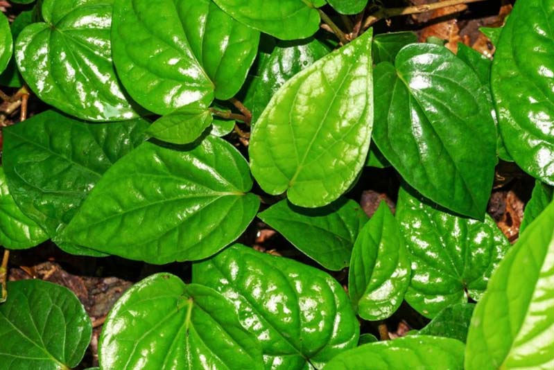 betel leaves for hair fall