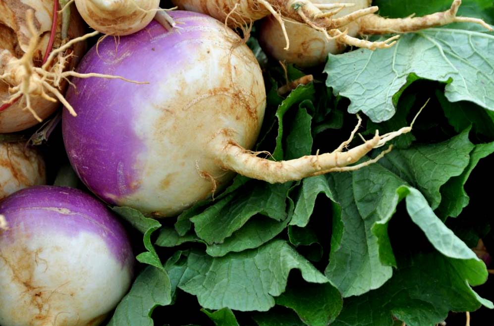 turnip