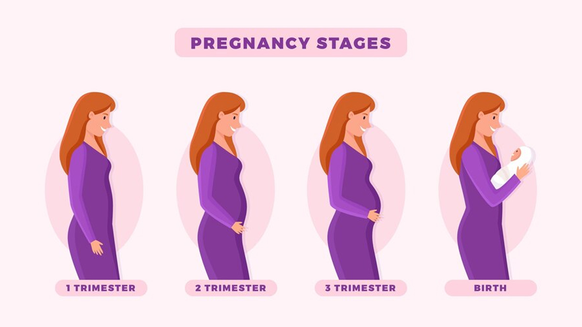pregnancy-stages