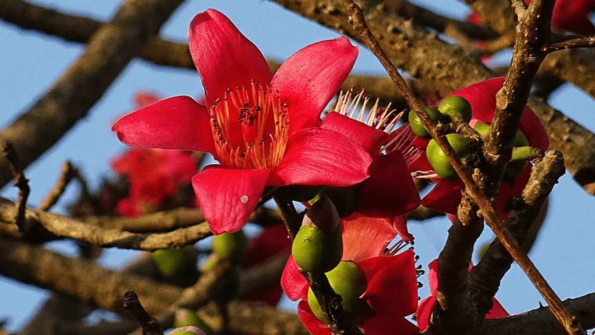 semal flower face pack