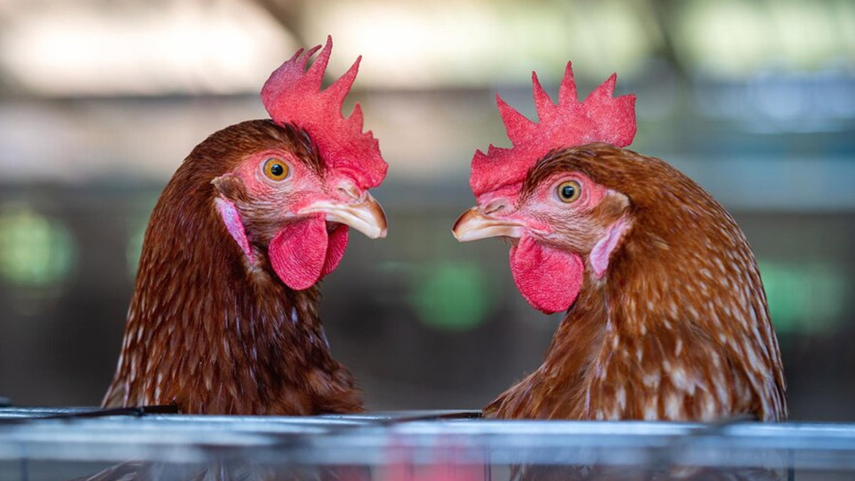 Experts Warn H5N1 Pandemic WIll Be '100 Times Worse Than COVID': Understanding Bird Flu Spread And Prevention