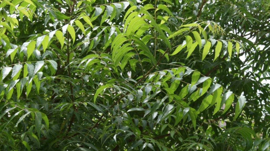 Health Benefits of Neem Leaves In Summer