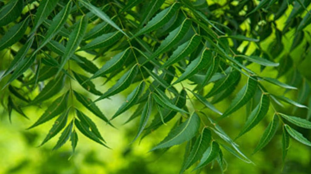 Health Benefits of Neem Leaves In Summer