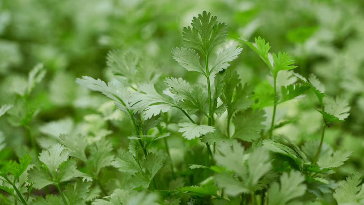 Health Benefits Of Jaljeera: Here’s A Healthy Way To Make This Drink At Home