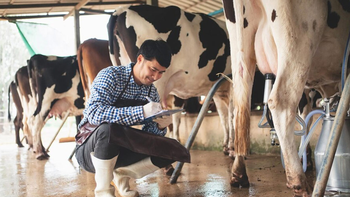 Will Bird Flu Virus Found In Cow Milk Impact Humans