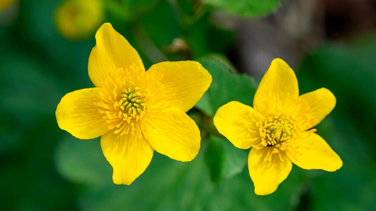 Expert Shares Benefits And Ways To Use Gokshura For Urinary Tract Health