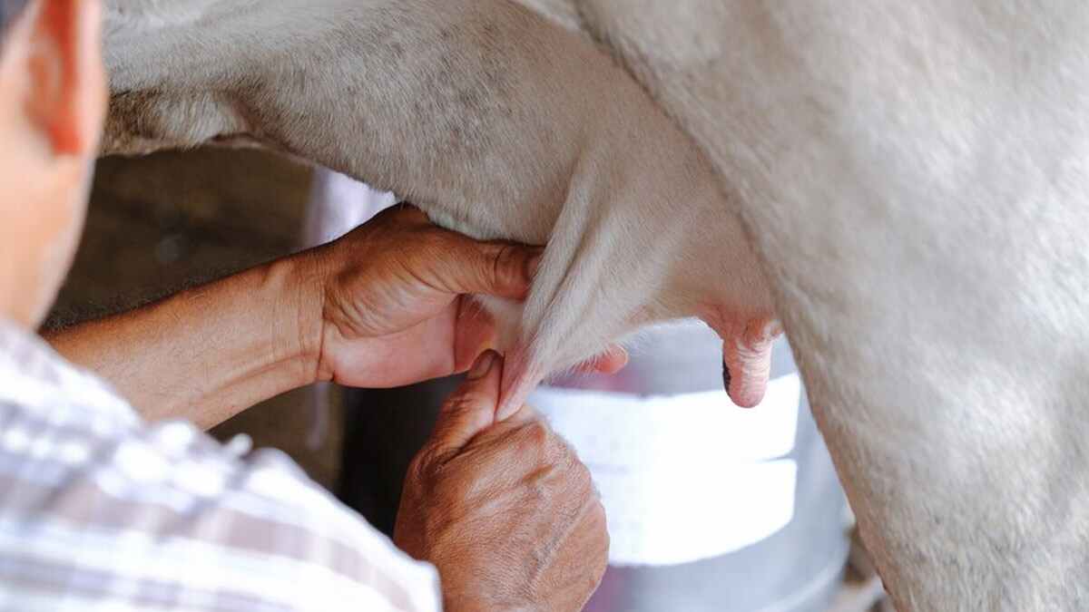 Will Bird Flu Virus Found In Cow Milk Impact Humans