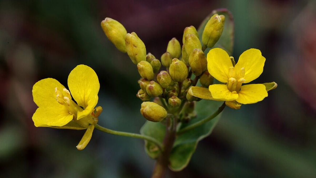 Expert Shares Benefits And Ways To Use Gokshura For Urinary Tract Health