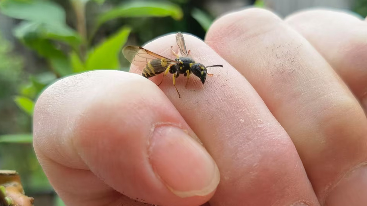 how to prevent insect infection