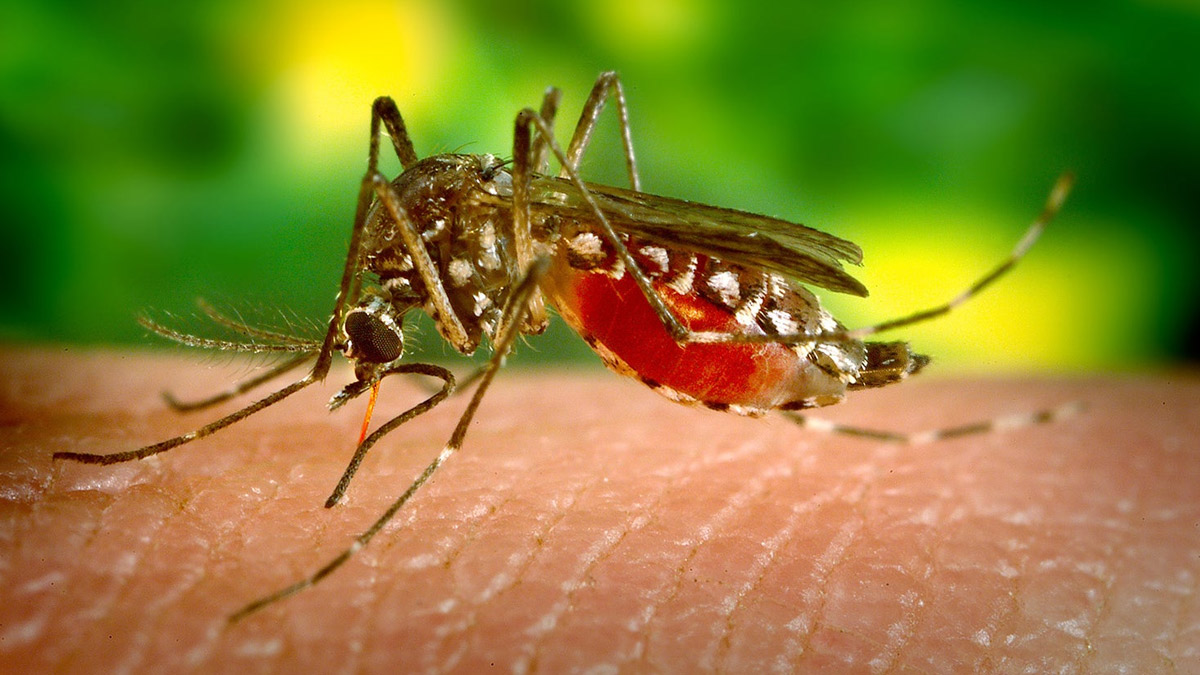 World Mosquito Day
