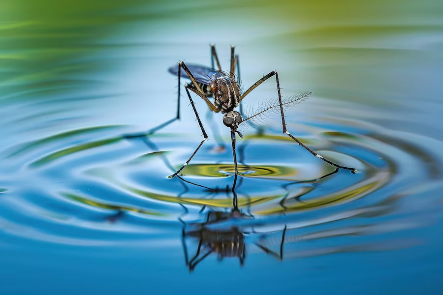 mosquito-in-stagnant-water