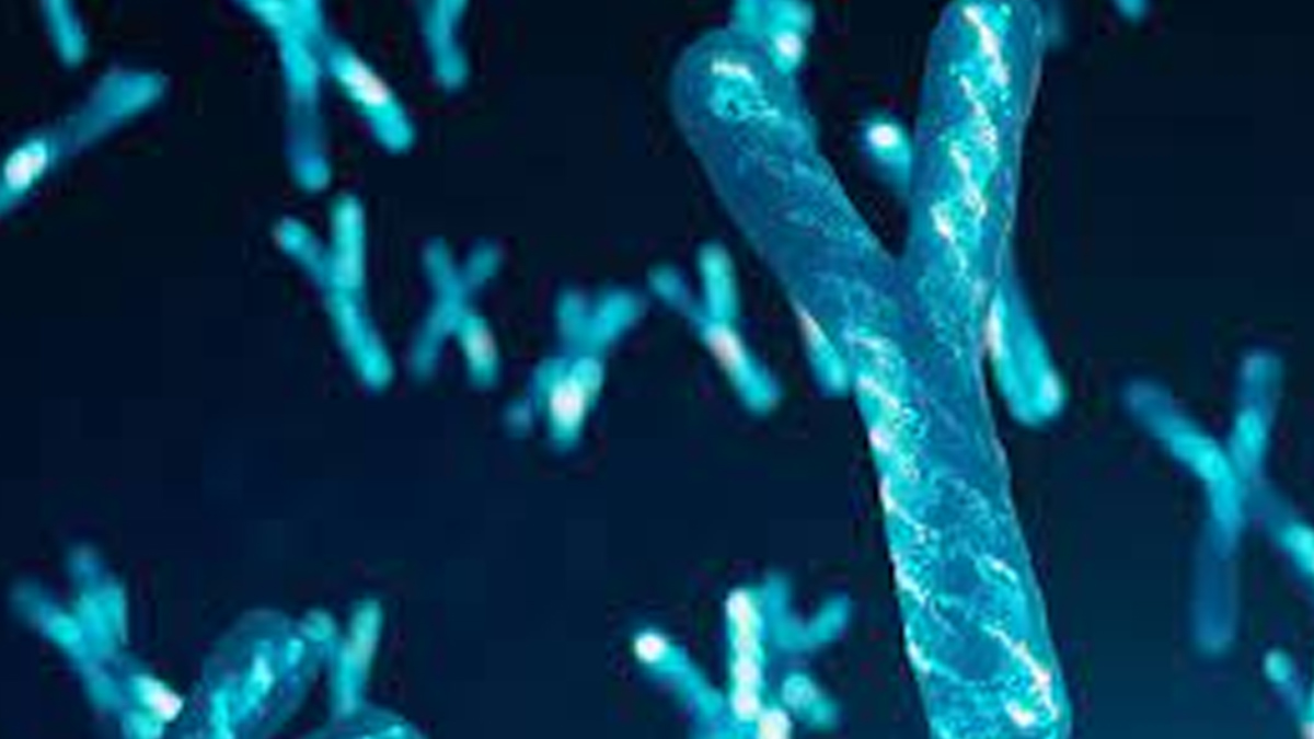 Y chromosome